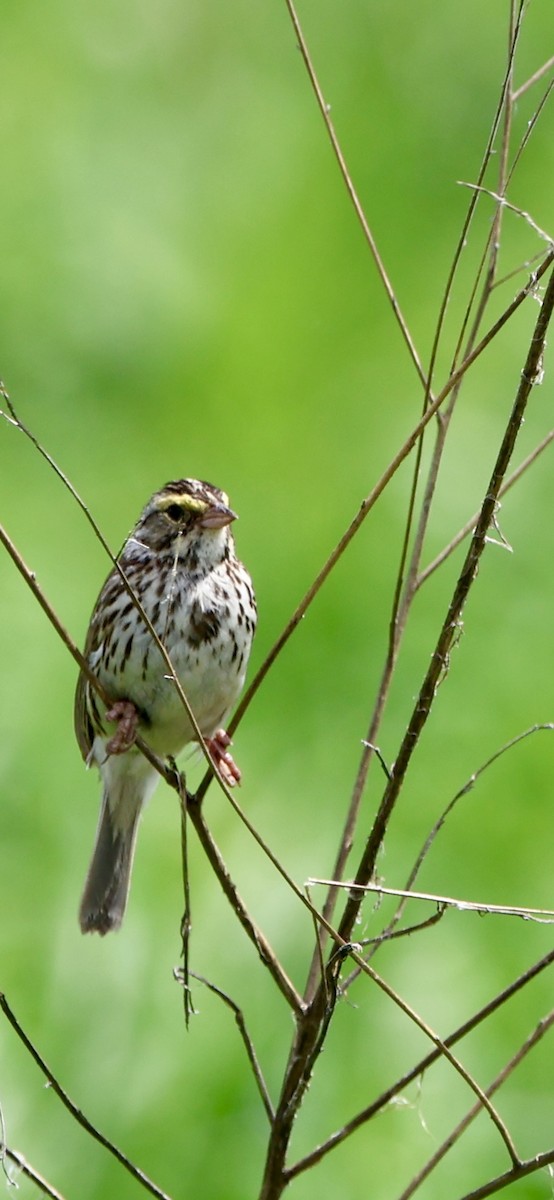 Savannah Sparrow - ML620097804