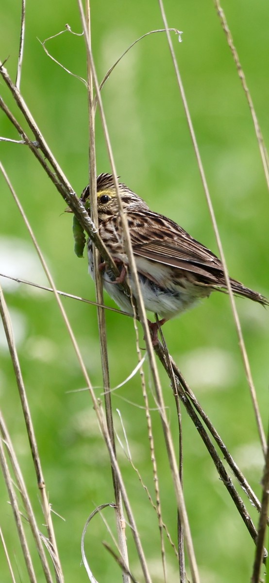 Savannah Sparrow - ML620097805