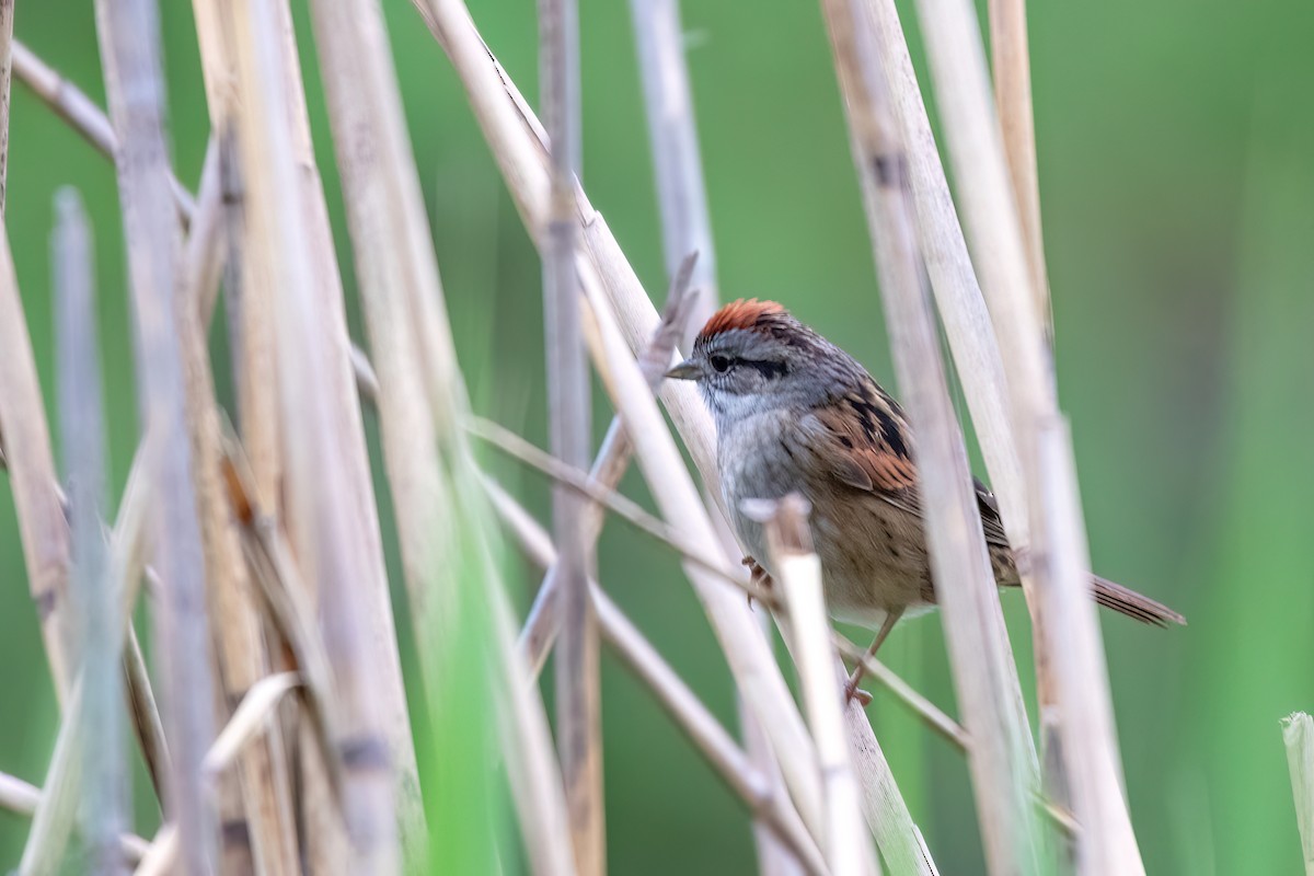 Swamp Sparrow - ML620097835