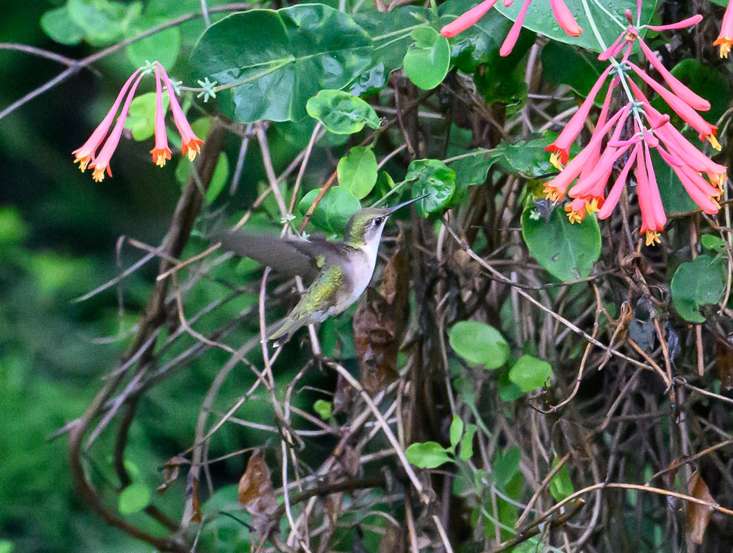 Ruby-throated Hummingbird - ML620097896