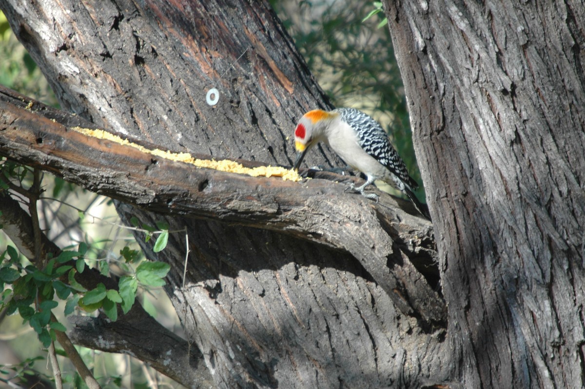 Golden-fronted Woodpecker - ML620097897