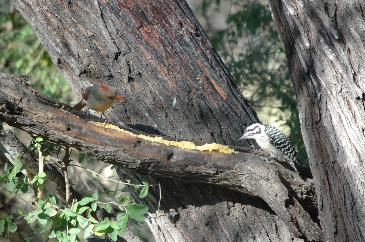 Golden-fronted Woodpecker - ML620097898