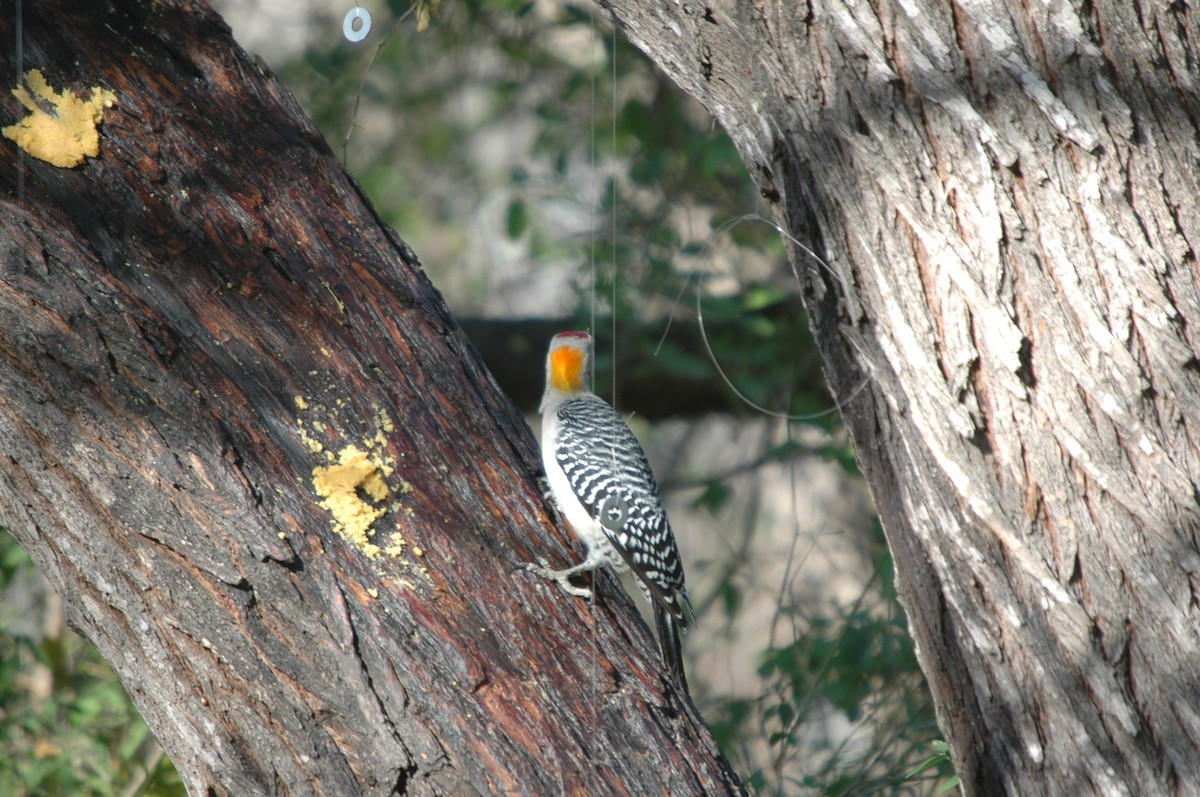 Golden-fronted Woodpecker - ML620097899