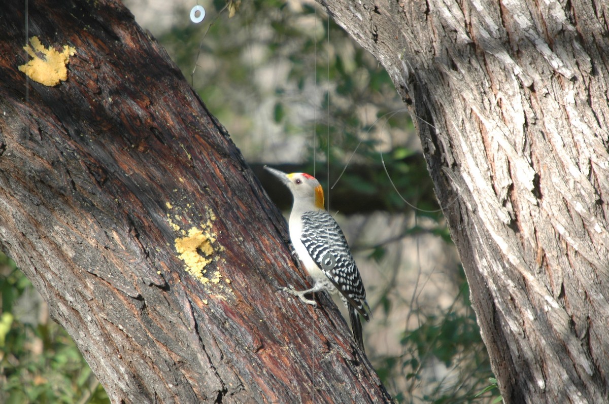 Golden-fronted Woodpecker - ML620097900