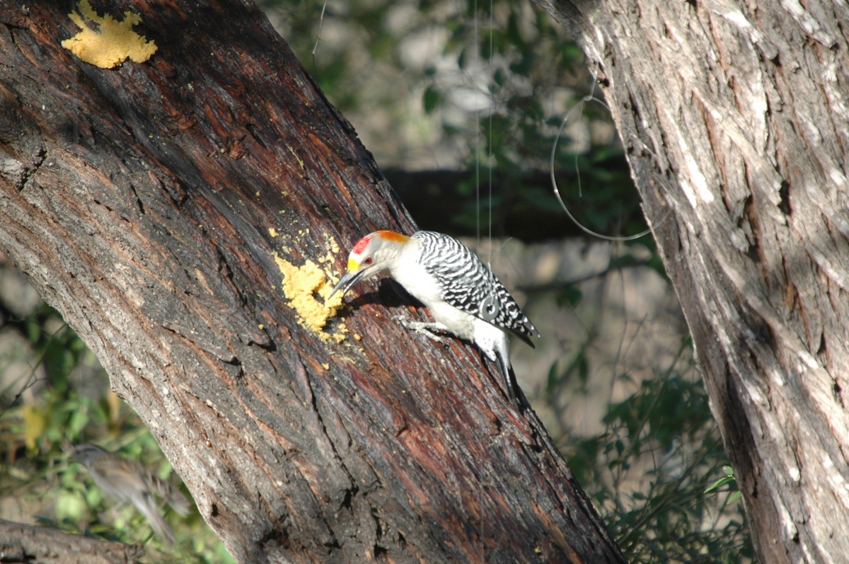 Golden-fronted Woodpecker - ML620097901