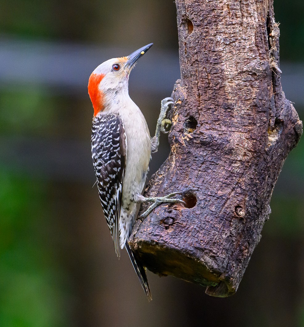 Red-bellied Woodpecker - ML620097904