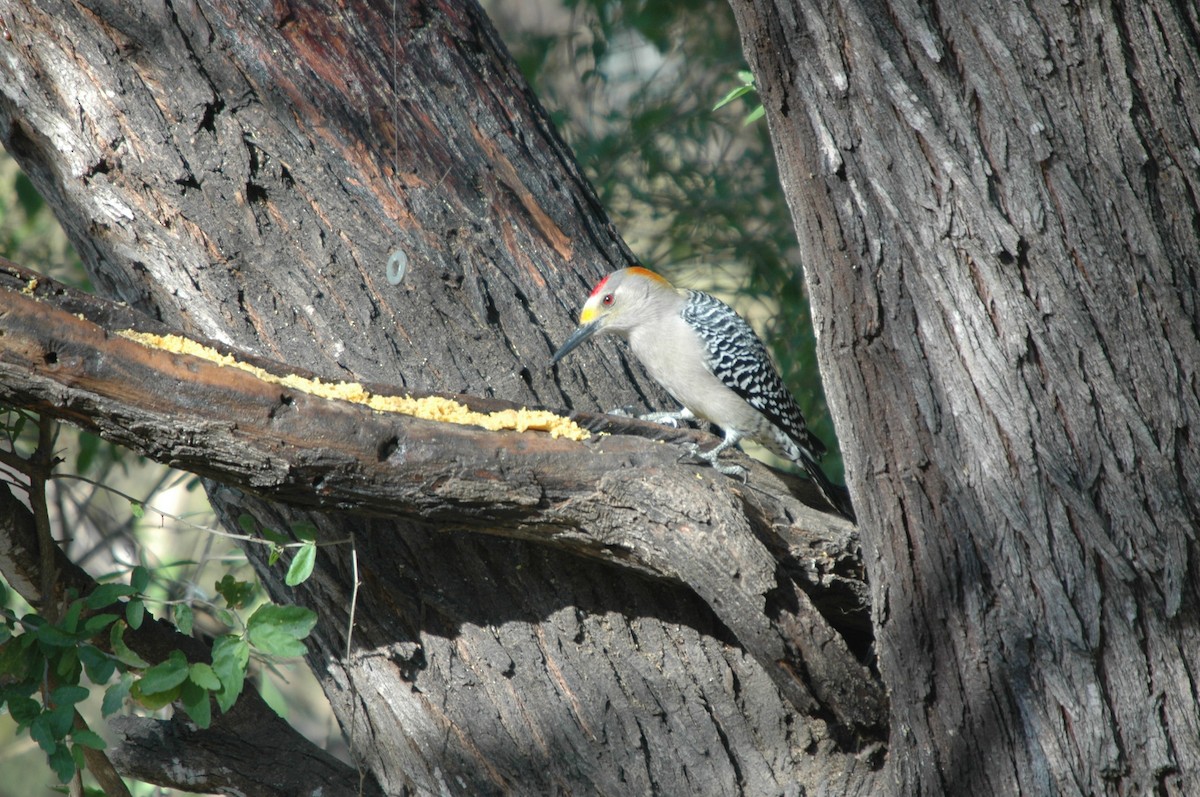 Golden-fronted Woodpecker - ML620097936