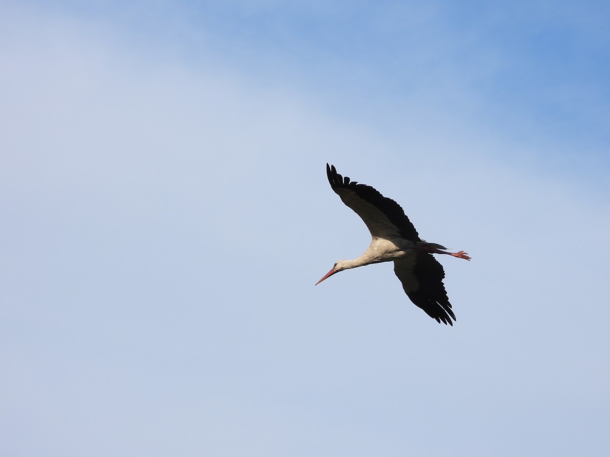 White Stork - ML620097948