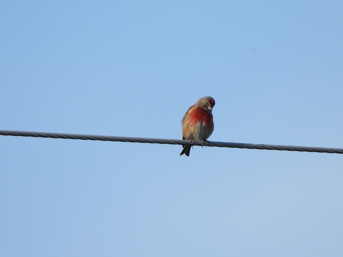 Eurasian Linnet - ML620097961