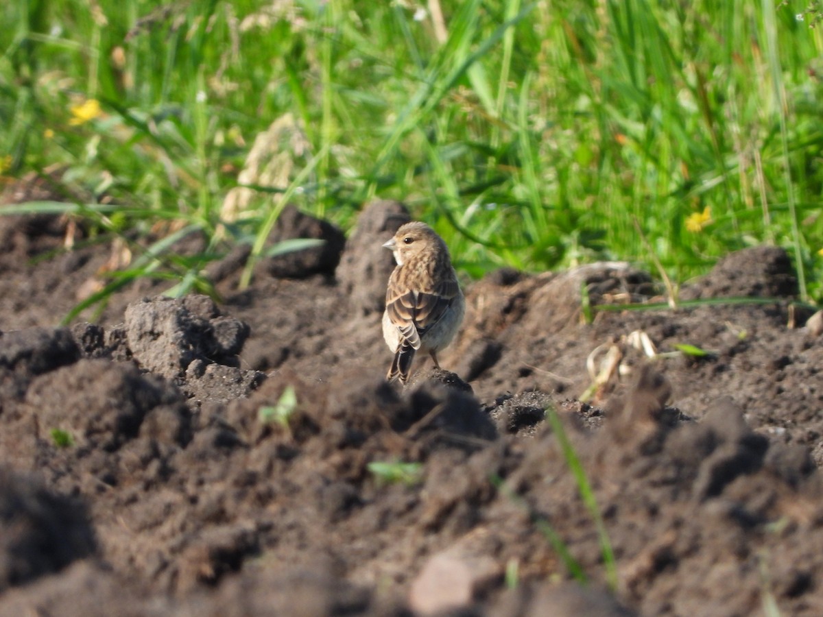 Eurasian Linnet - ML620097962