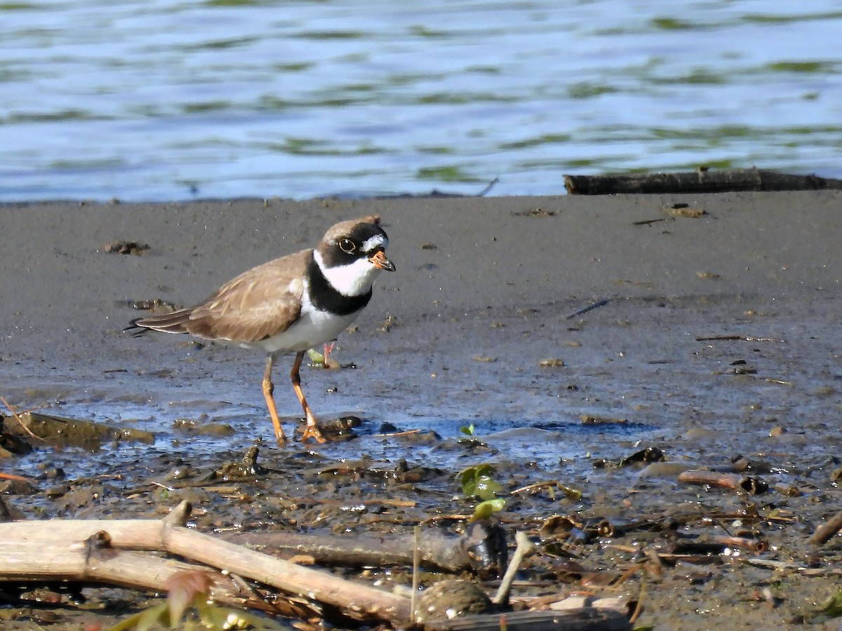 Semipalmated Plover - ML620097984