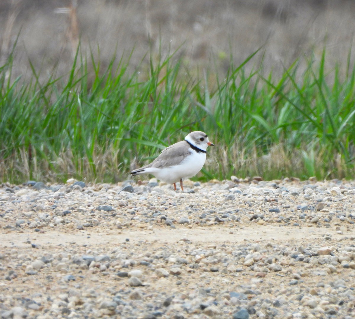Piping Plover - ML620097990