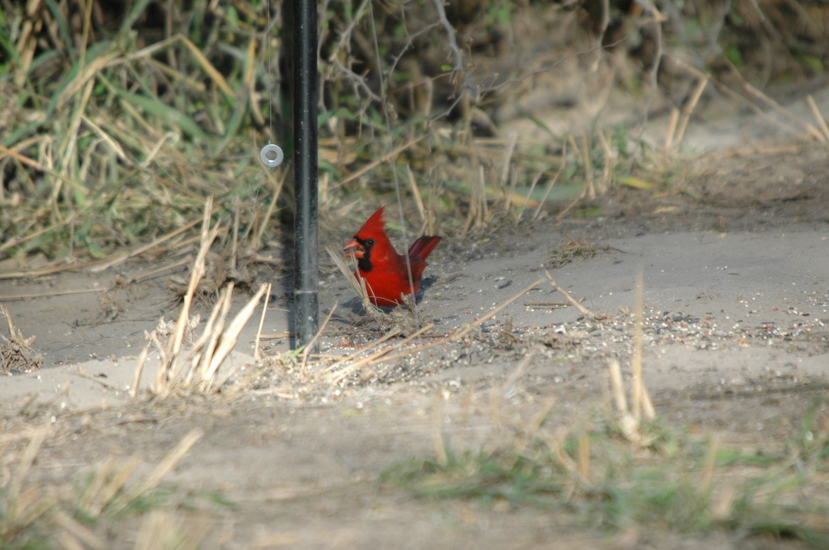 Cardinal rouge - ML620097993