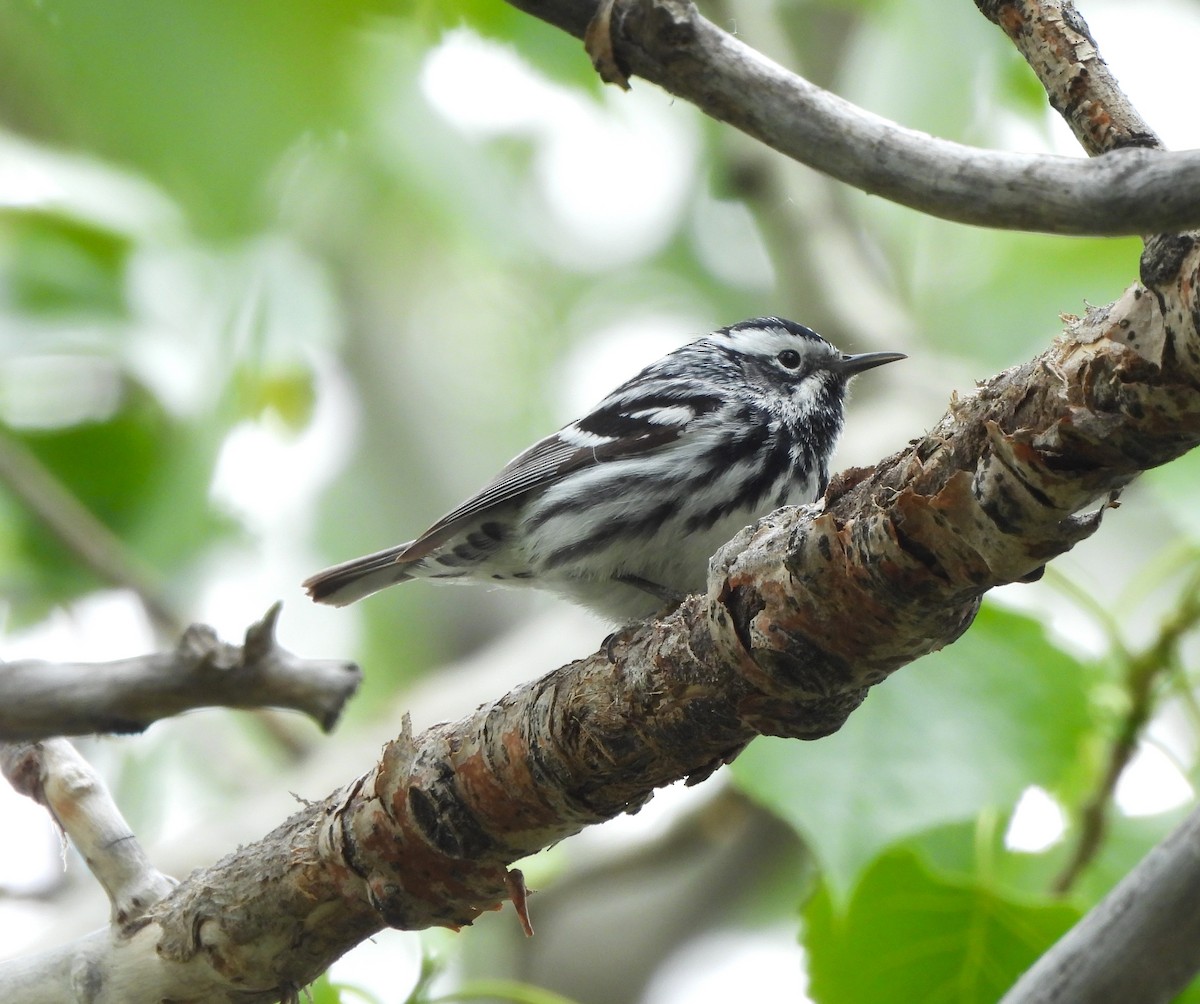 Black-and-white Warbler - ML620098032