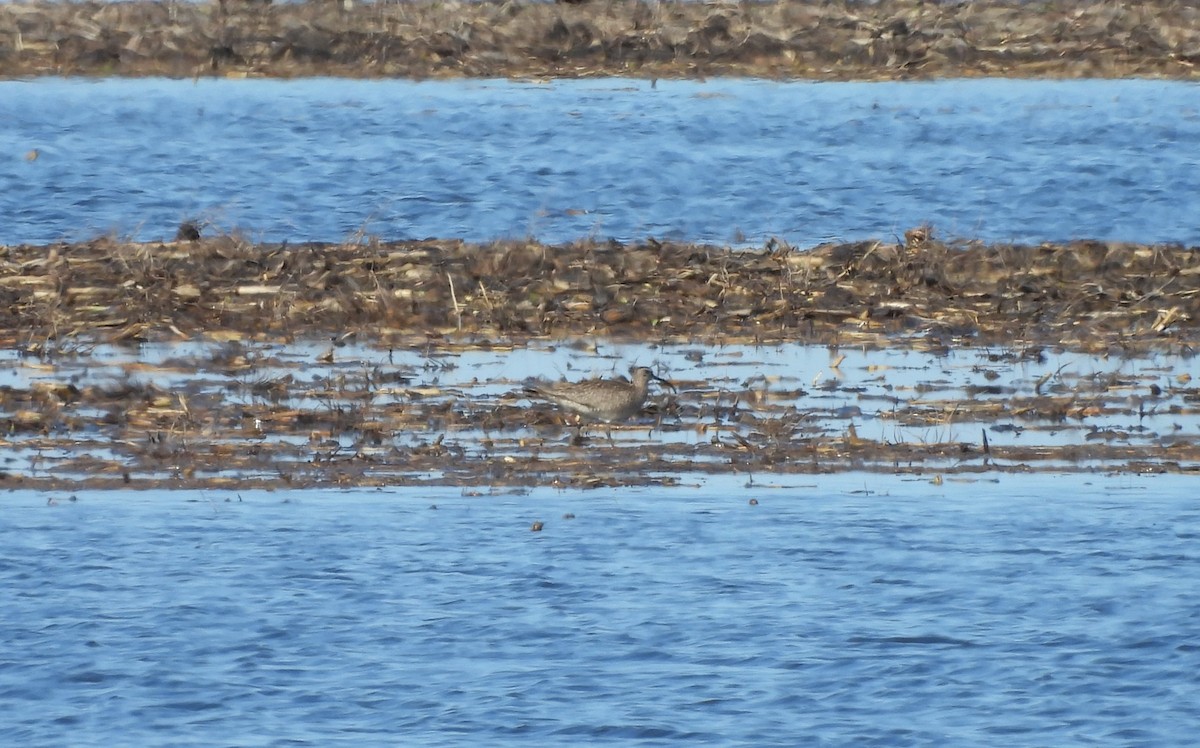 Whimbrel - ML620098044