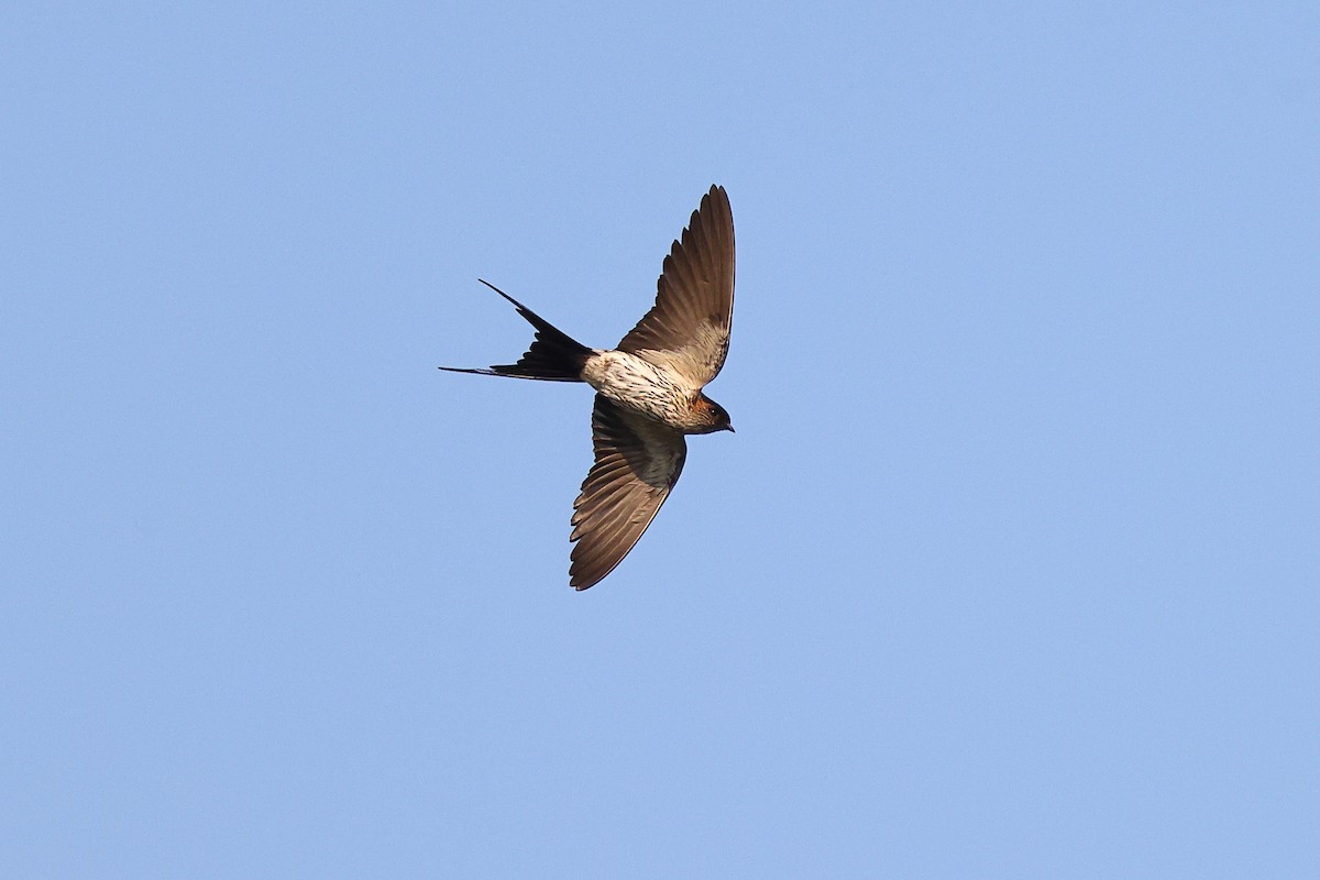 Striated Swallow - ML620098050