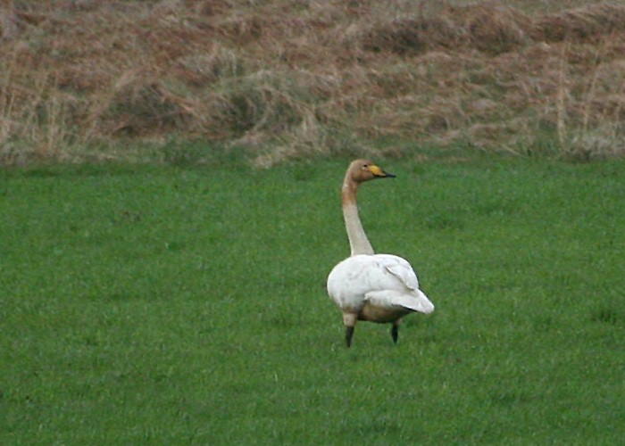Whooper Swan - ML620098067
