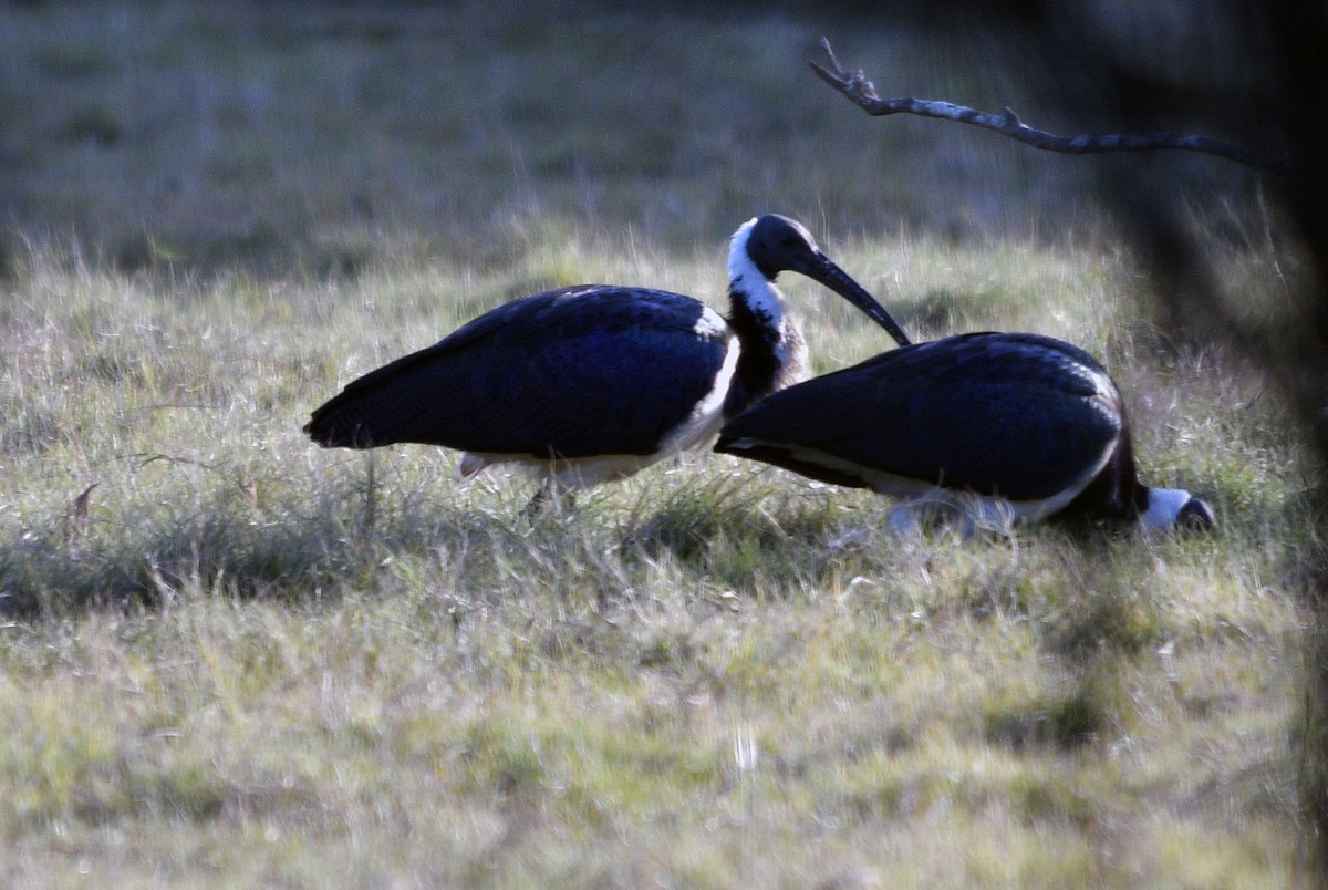 ibis slámokrký - ML620098073