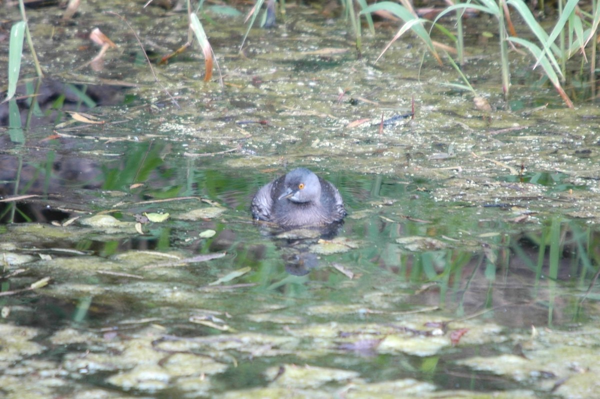 Least Grebe - ML620098090