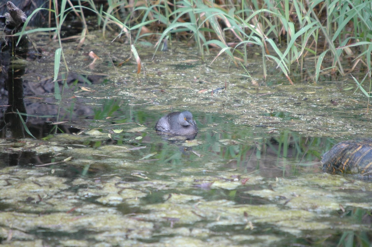 Least Grebe - TONY STEWART