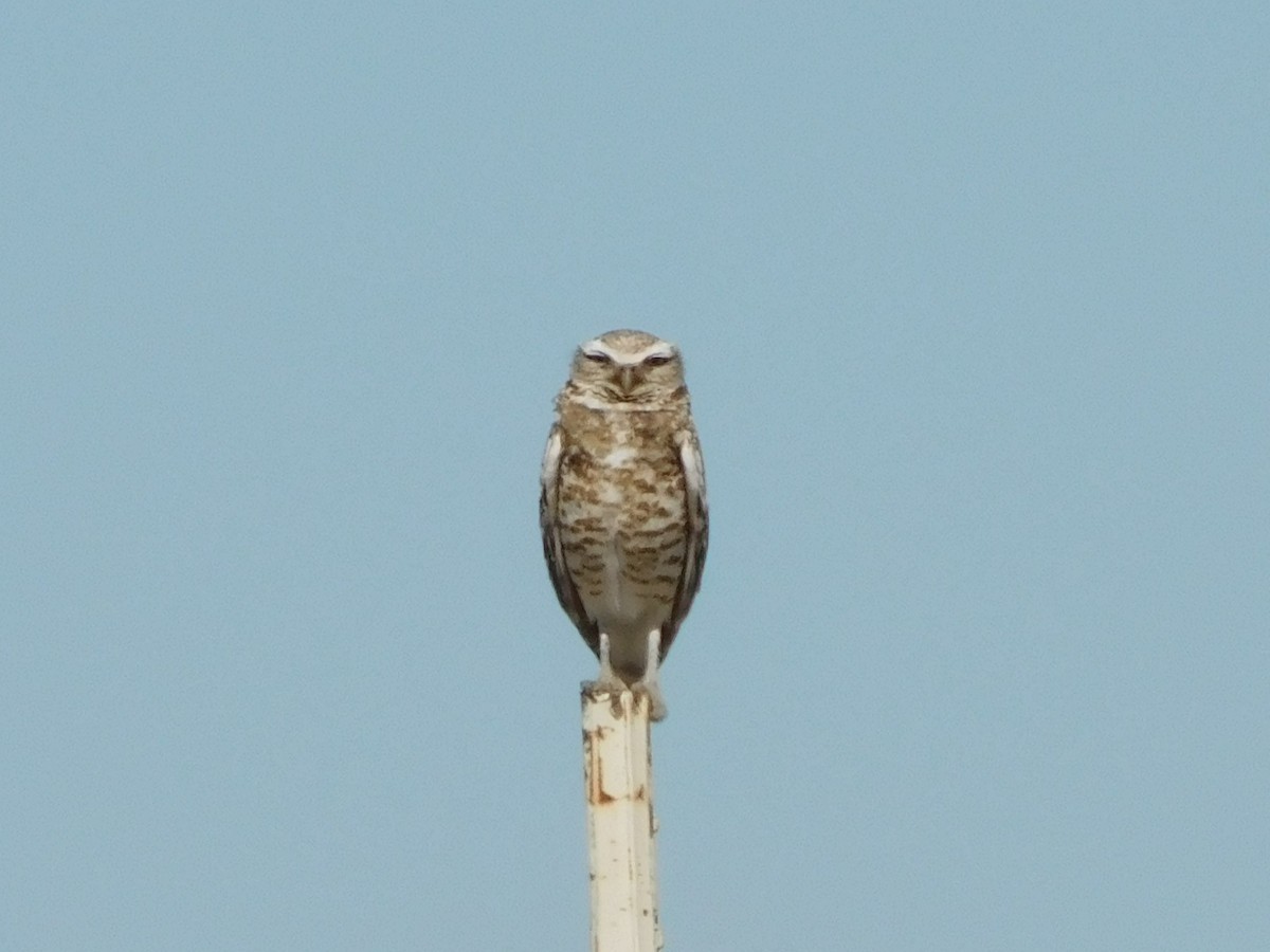 Burrowing Owl - Patrick Morgan