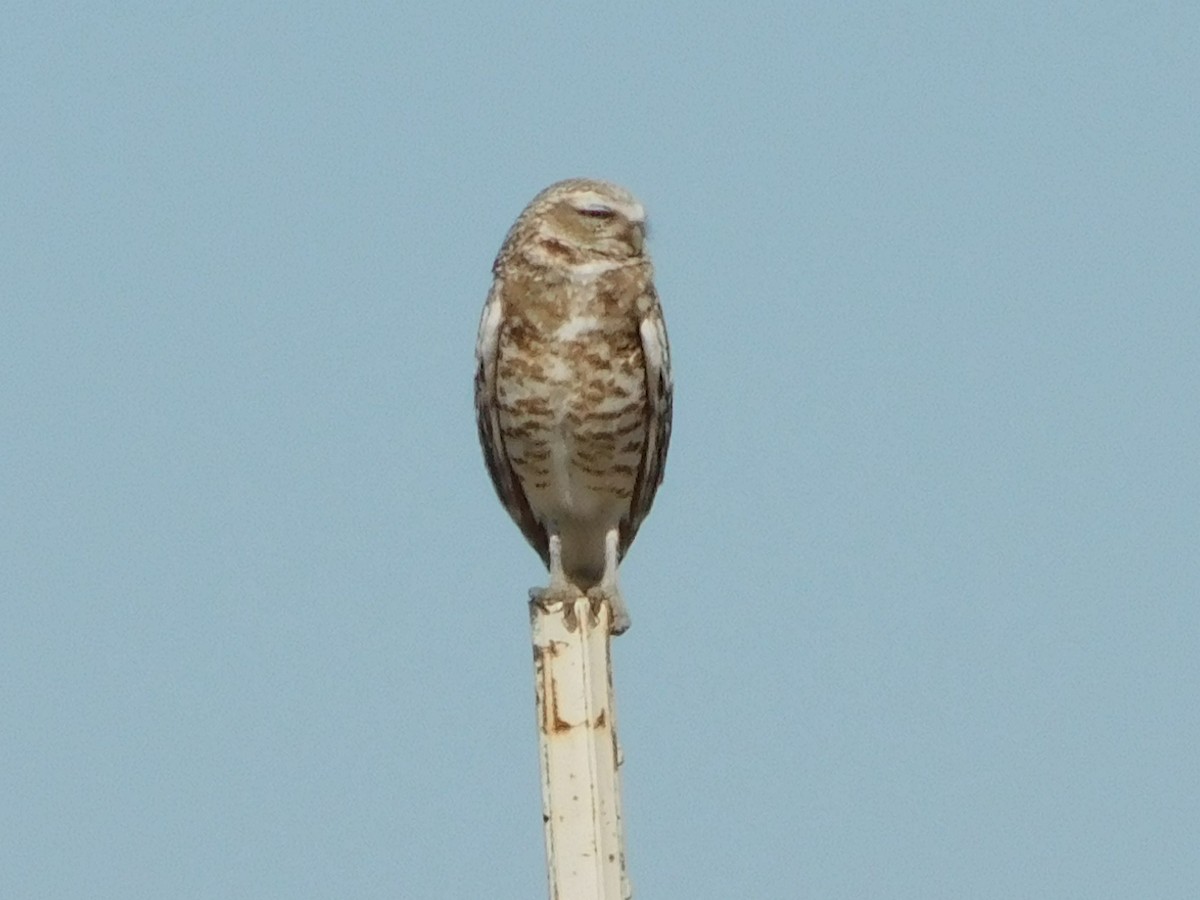 Burrowing Owl - ML620098093