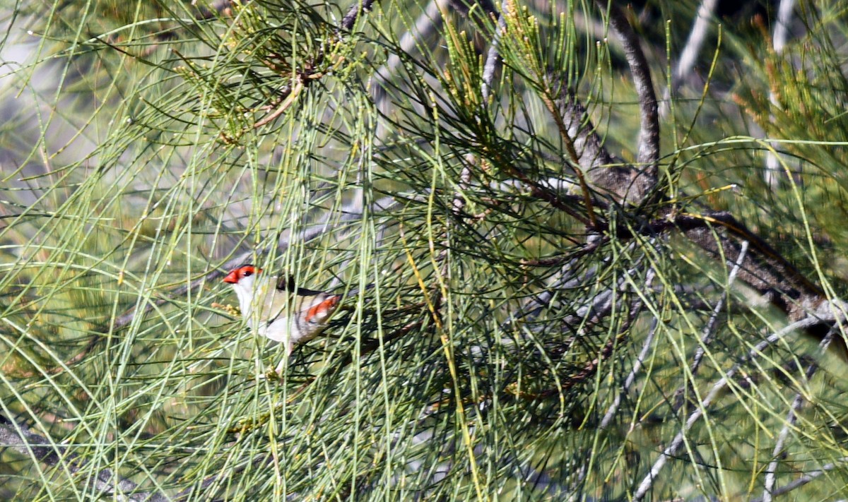 Red-browed Firetail - ML620098102