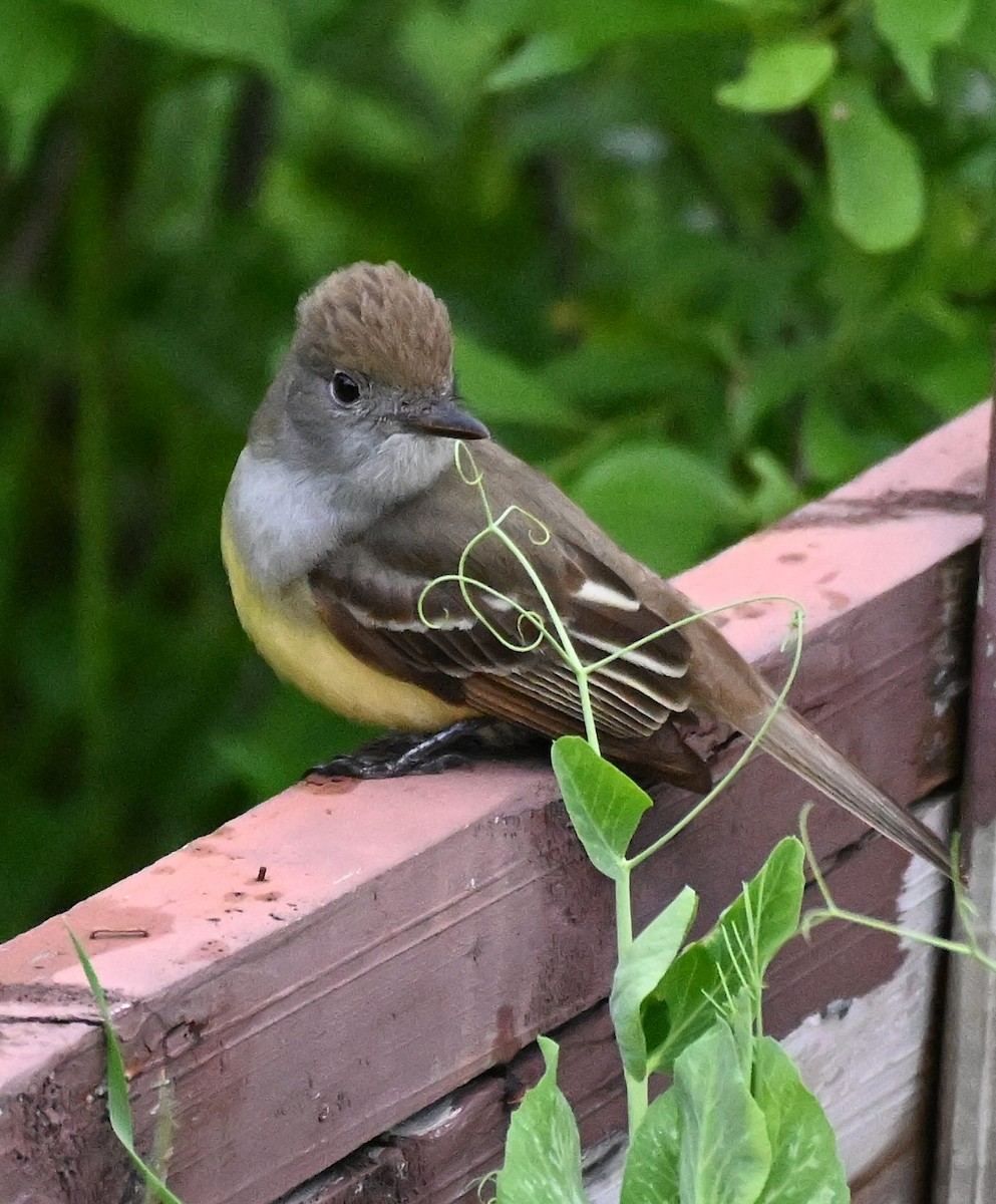 Great Crested Flycatcher - ML620098117