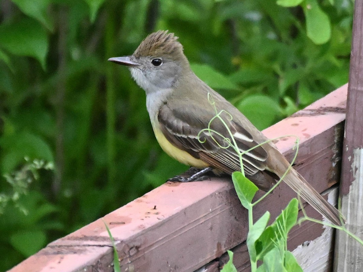Great Crested Flycatcher - ML620098118