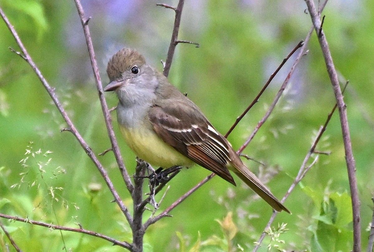 Great Crested Flycatcher - ML620098123