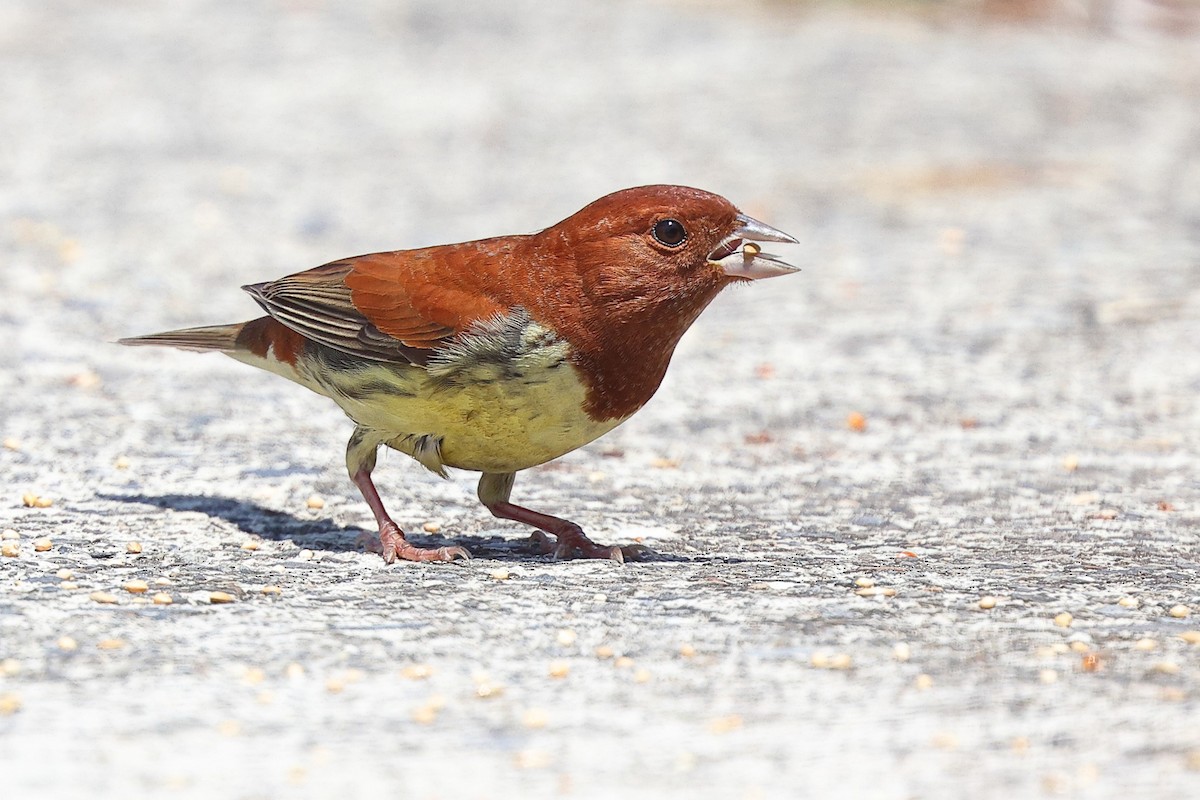 Chestnut Bunting - ML620098127