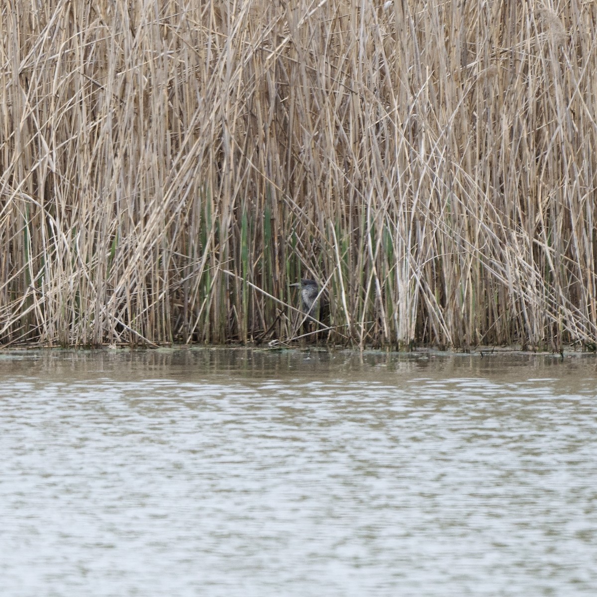 Yellow-crowned Night Heron - ML620098135