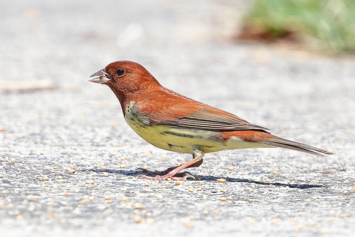 Chestnut Bunting - ML620098138