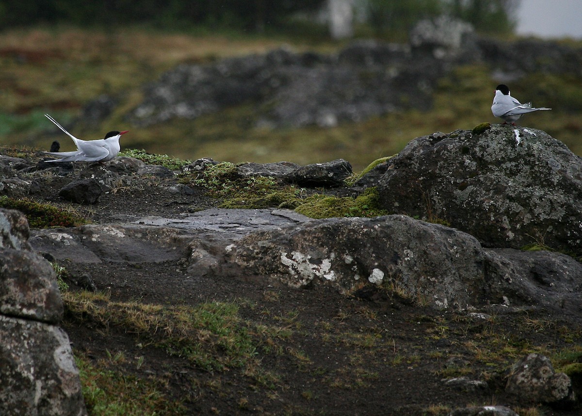 Arctic Tern - ML620098147