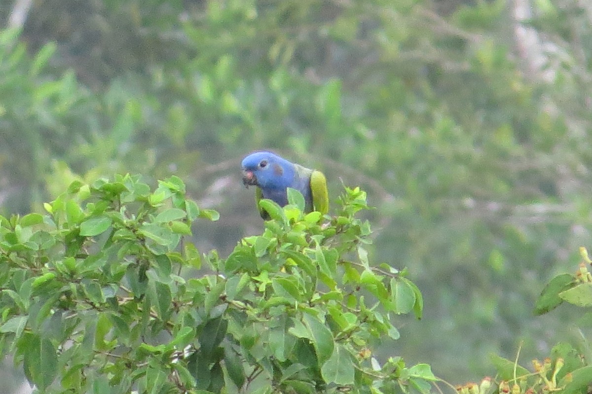 Mavi Başlı Papağan - ML620098152