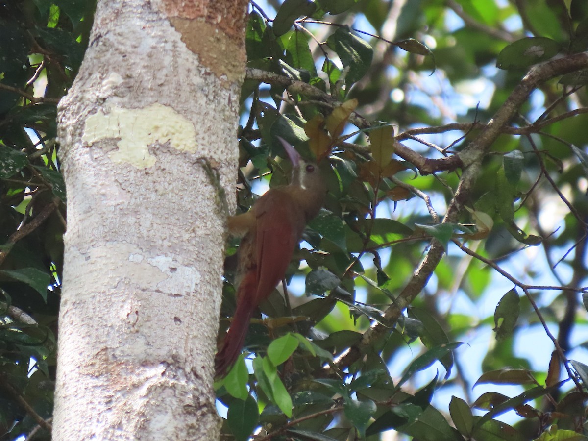 Red-billed Woodcreeper - ML620098168