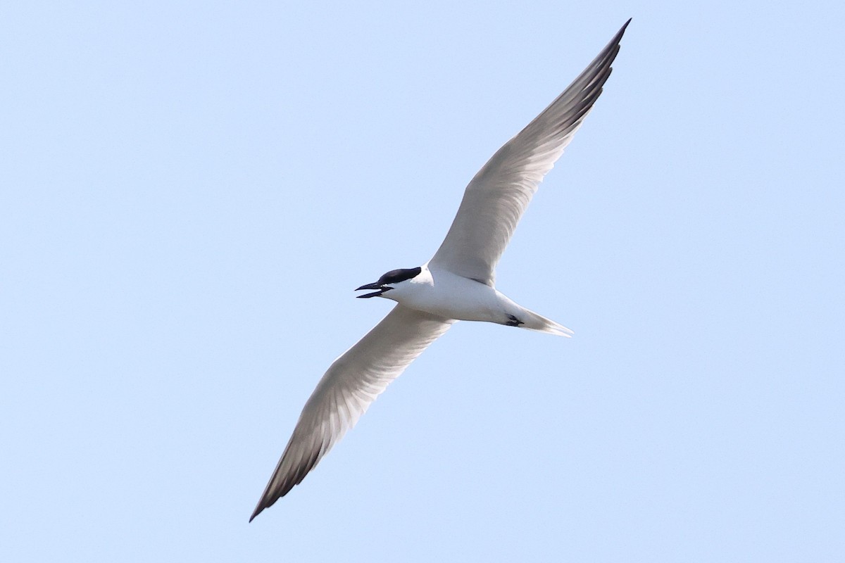 Gull-billed Tern - ML620098177