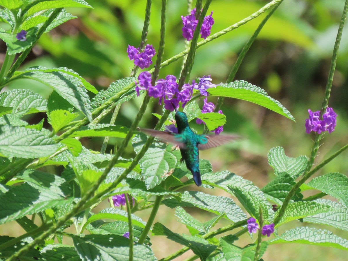 kolibřík modrobradý - ML620098178