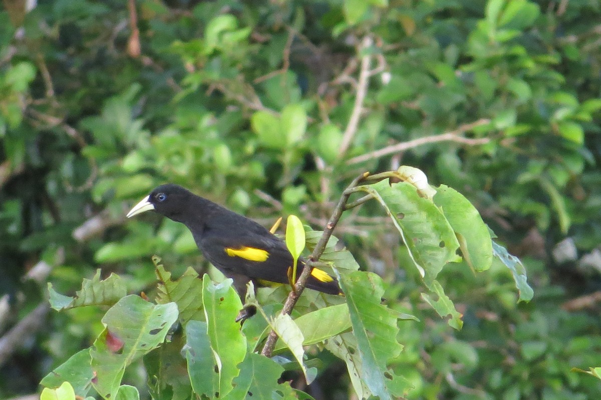 Yellow-rumped Cacique - ML620098200