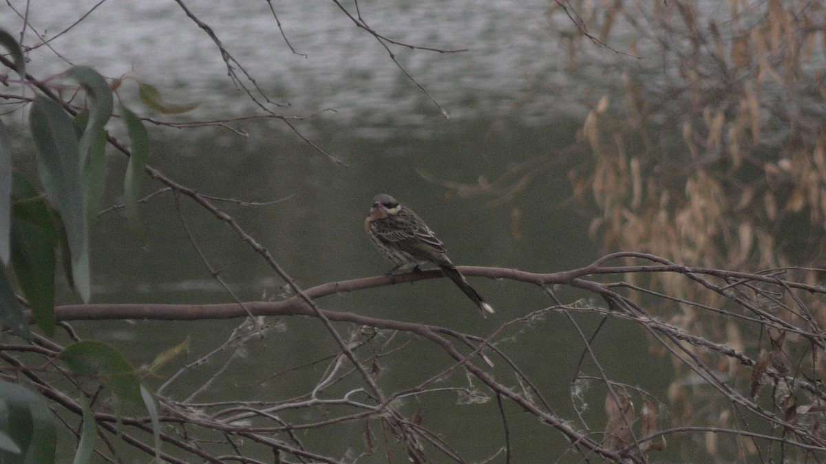 Spiny-cheeked Honeyeater - ML620098217