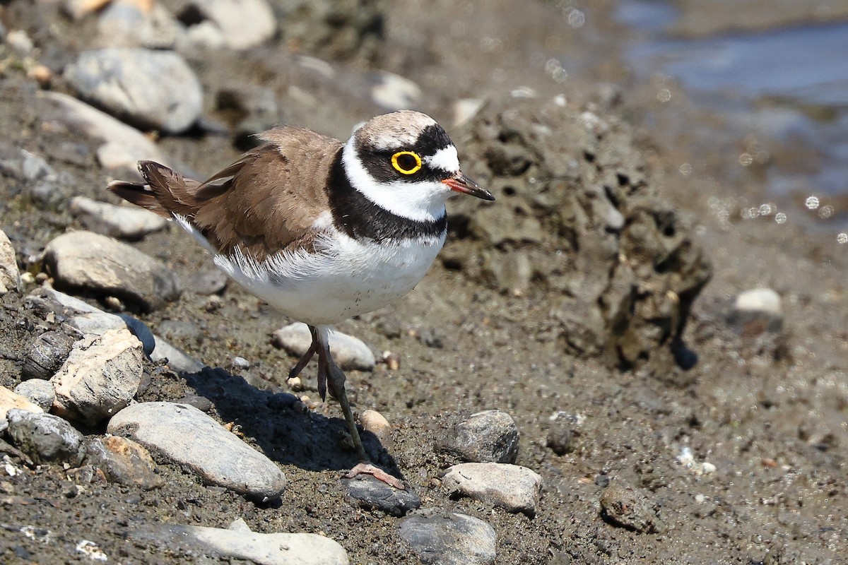 Little Ringed Plover (curonicus) - Sam Zhang