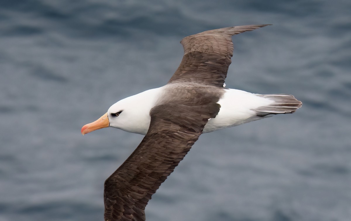 albatros černobrvý (ssp. impavida) - ML620098243