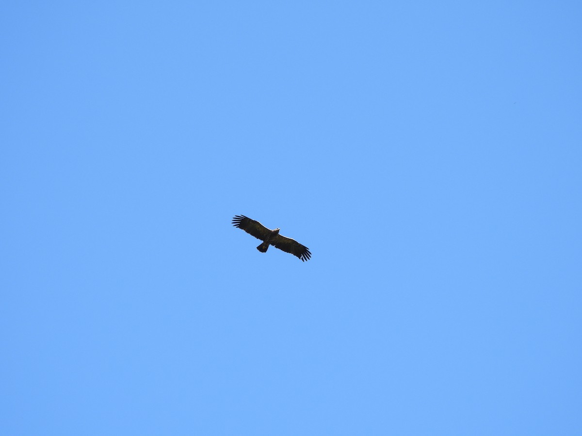 Lesser Spotted Eagle - ML620098244