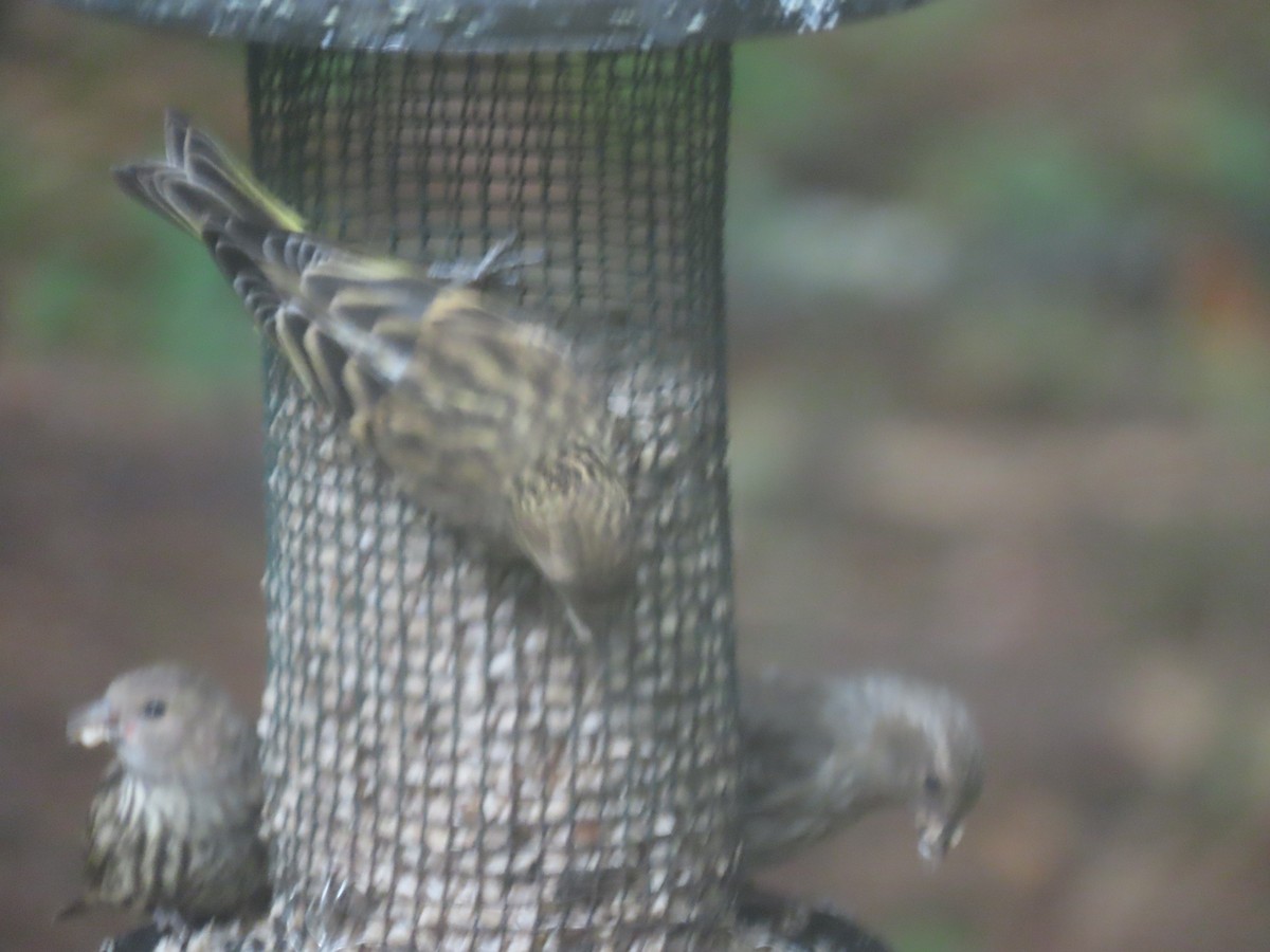 Pine Siskin - ML620098258