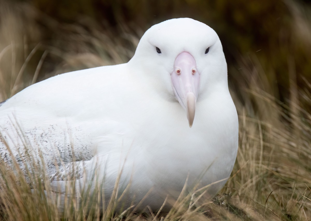 albatros královský - ML620098274