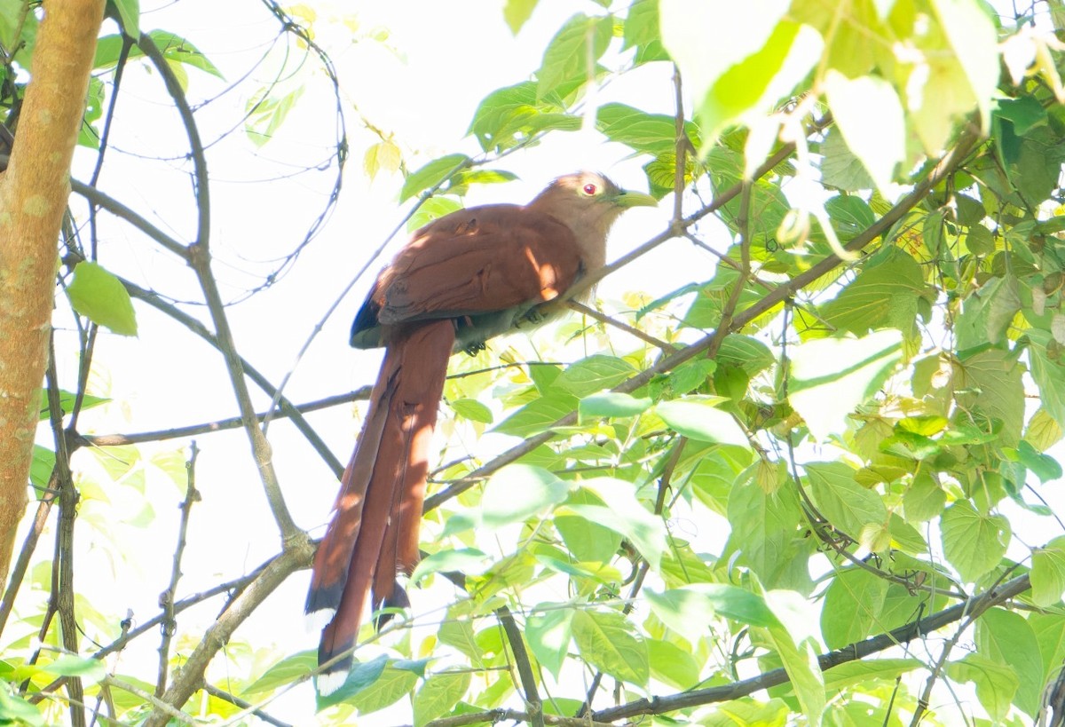 Squirrel Cuckoo - ML620098275