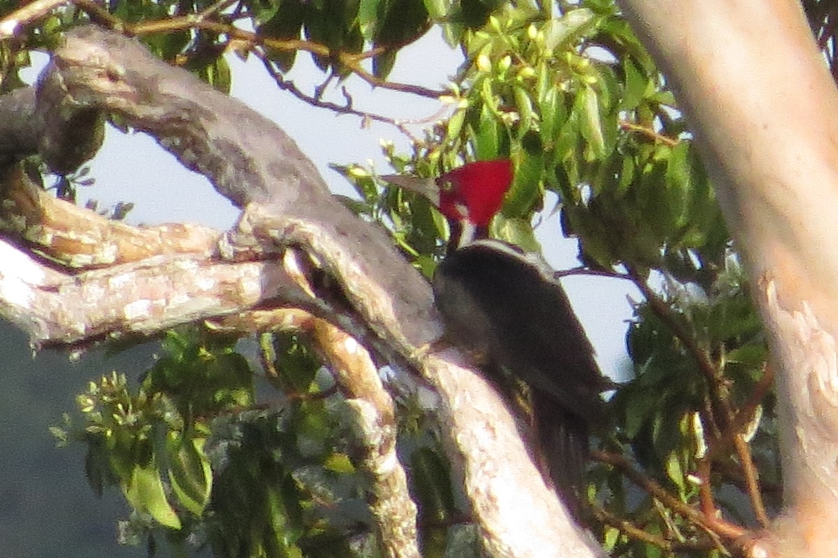 Crimson-crested Woodpecker - ML620098285