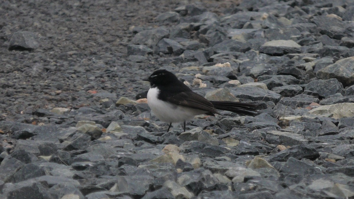 Willie-wagtail - ML620098300