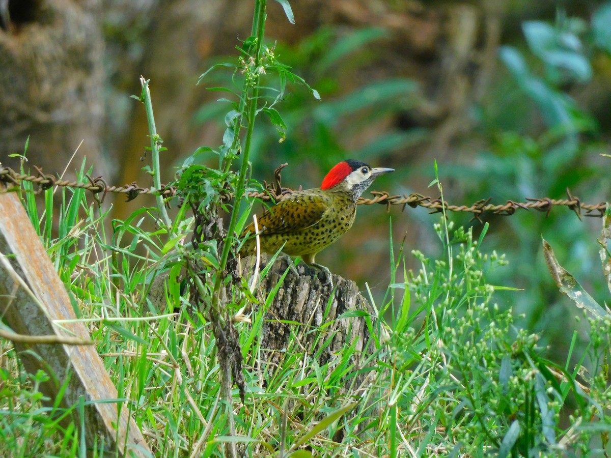 Spot-breasted Woodpecker - ML620098305