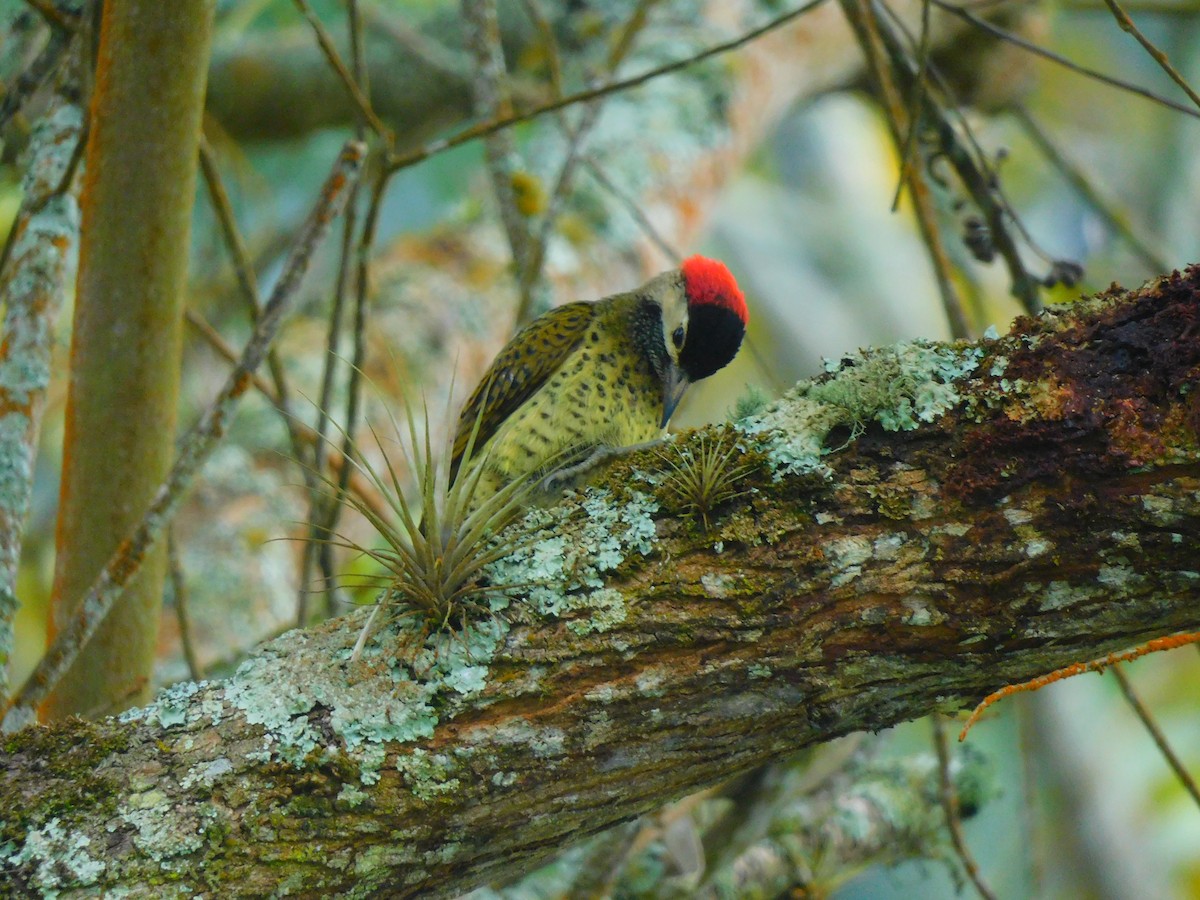 Spot-breasted Woodpecker - ML620098306